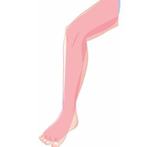全腿(一年8次)